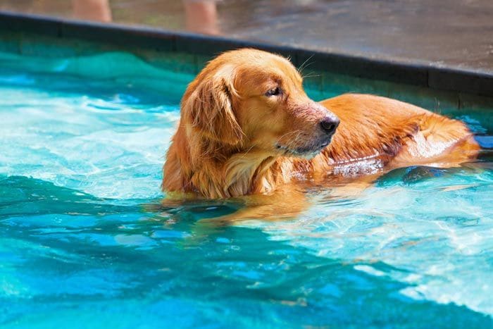 perro en la piscina