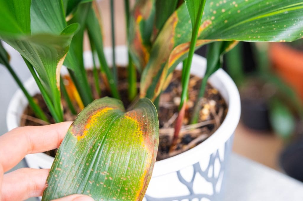 Problemas de salud de la aspidistra reflejados en sus hojas amarillentas
