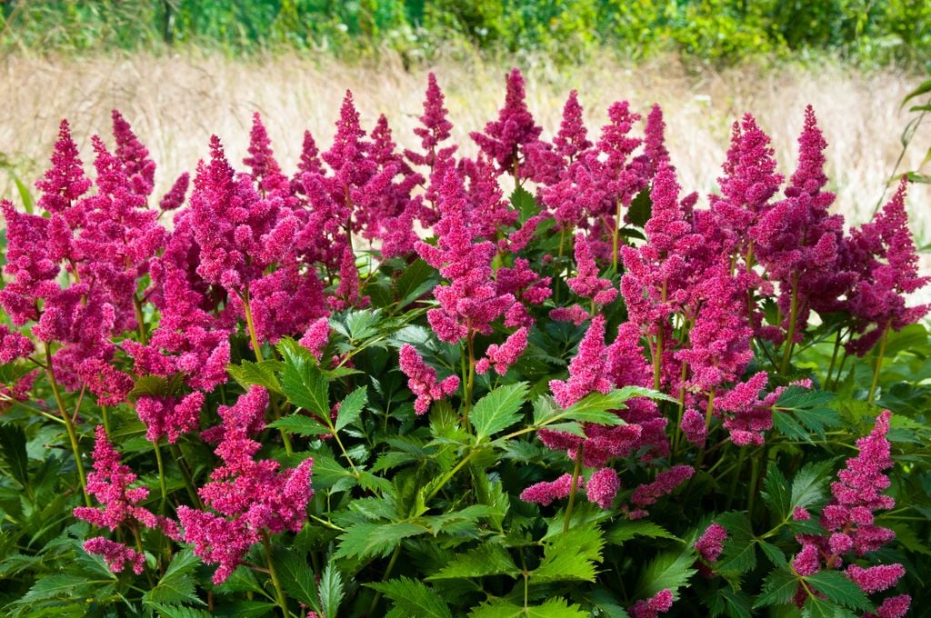 Astilbe rosa.