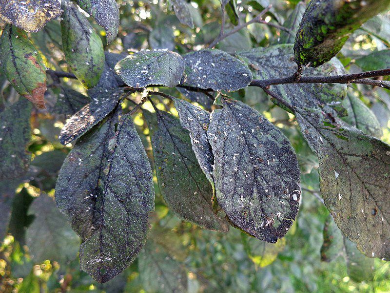¿Qué es la negrilla y cómo evitar que infecte tus plantas?