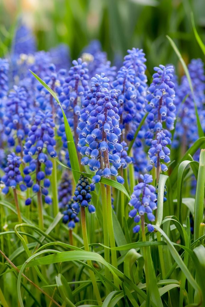Flor del fragante jacinto de uva ('Muscari') 