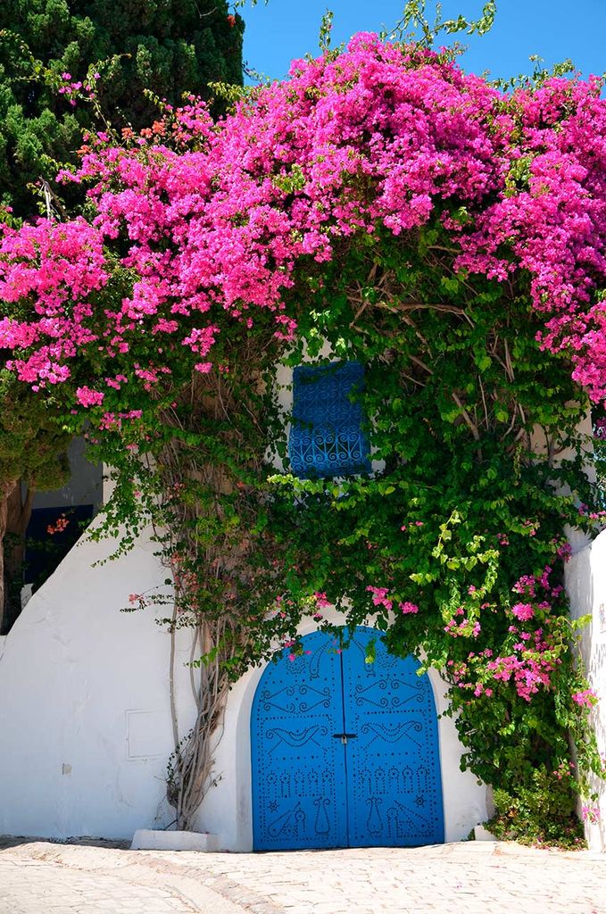 Buganvillas en las puertas de Sidi Bou Said, Túnez