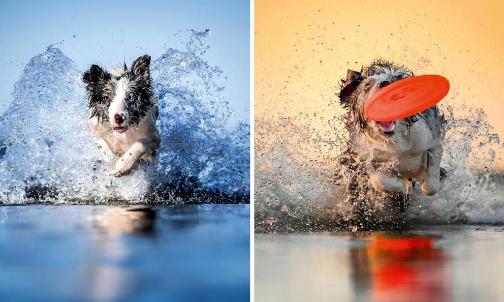 CONTACTO_ANML_WATER_DOGS_02.jpg-Collage-U65802601718tJh