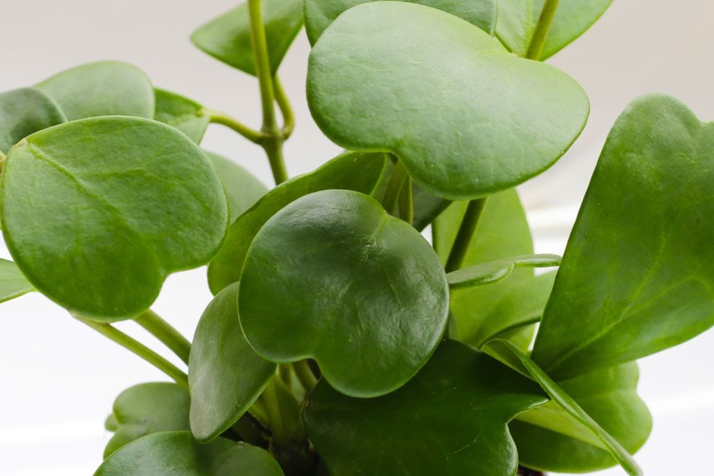 Hoya Kerrii suculenta. 