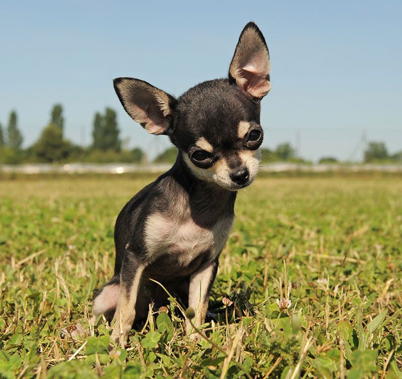 Chihuahua pelo corto