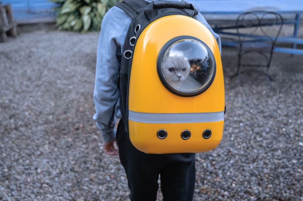 Gato en una mochila para gatos