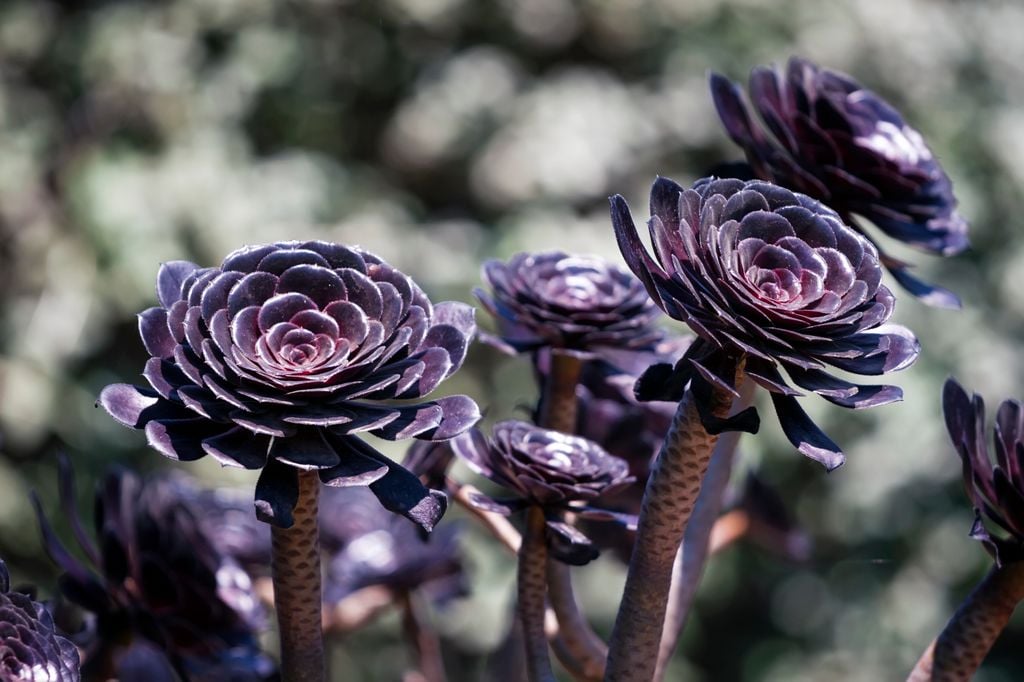 Siempreviva Rosa Negra 