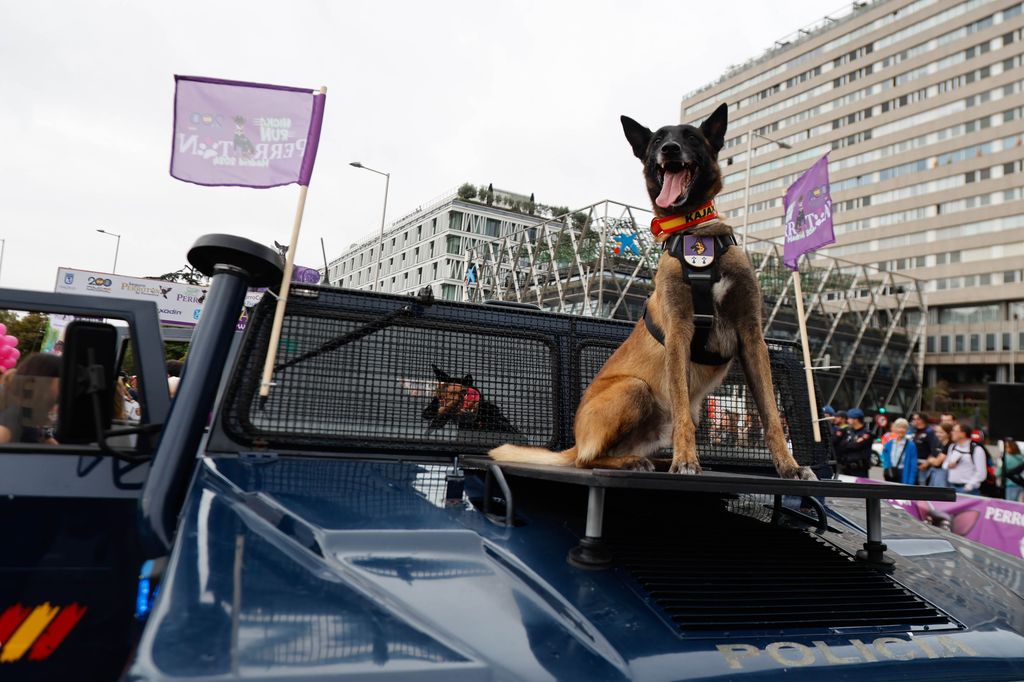 Perrotón 