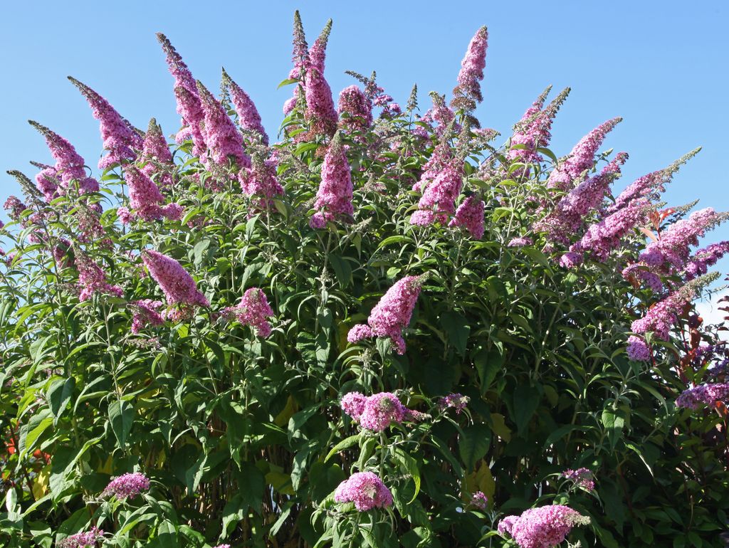 Arbusto con flor budleia