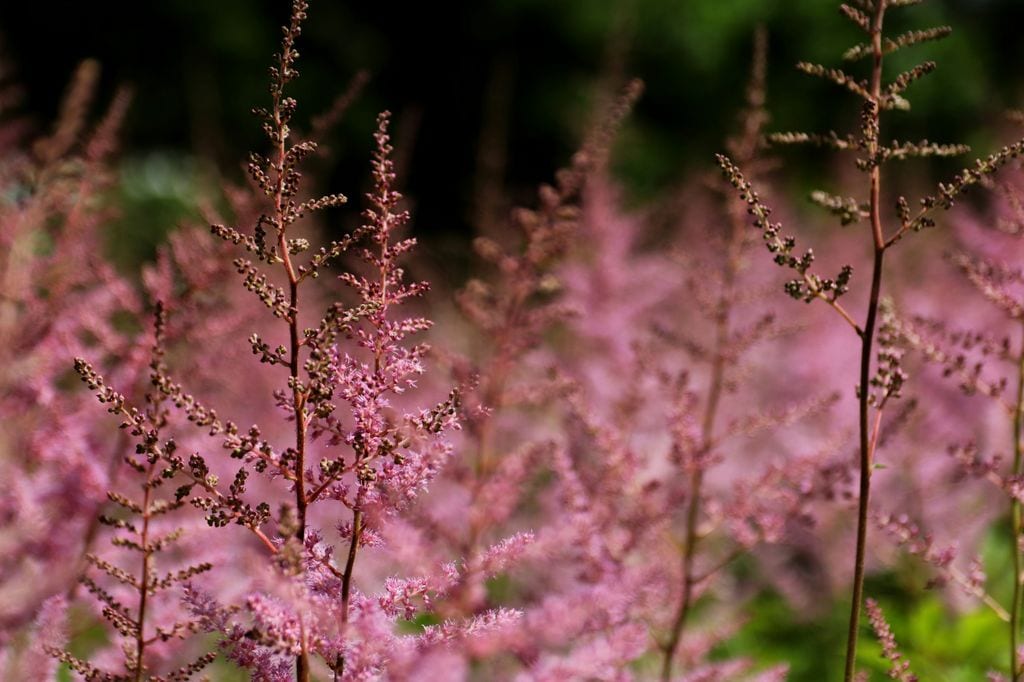 Astilbe (‘Astilbe x arendsii’), planta de sombra con flores en forma de plumero