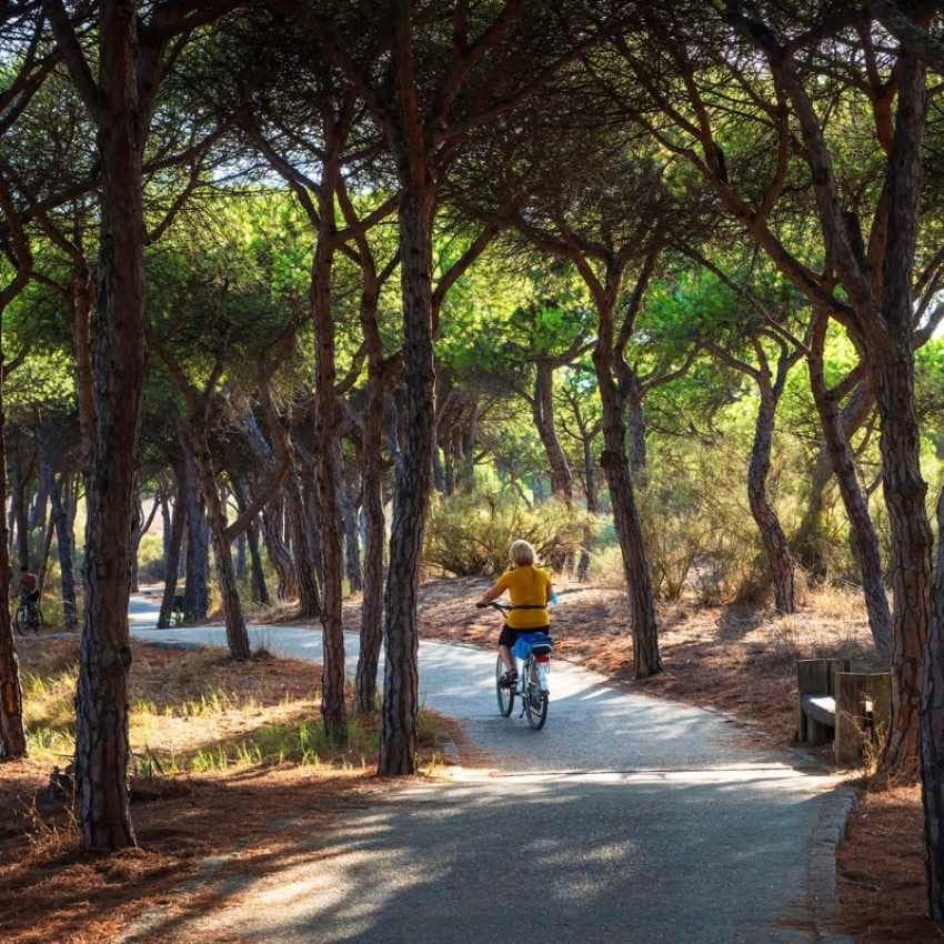 Paseo en bici entre los pinos en la Senda del Camaleón en Isla Cristina.