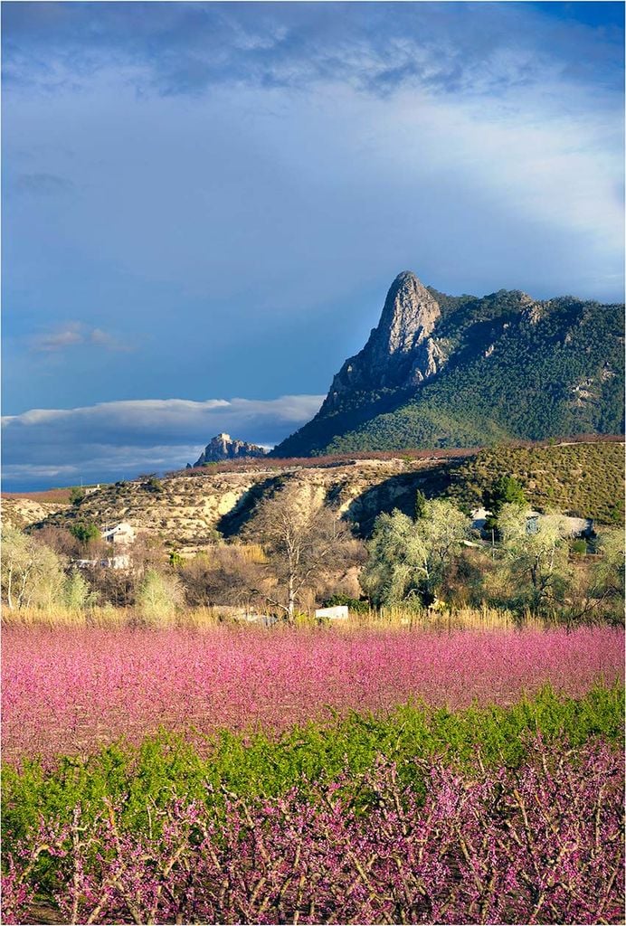 floracion-cieza-muercia