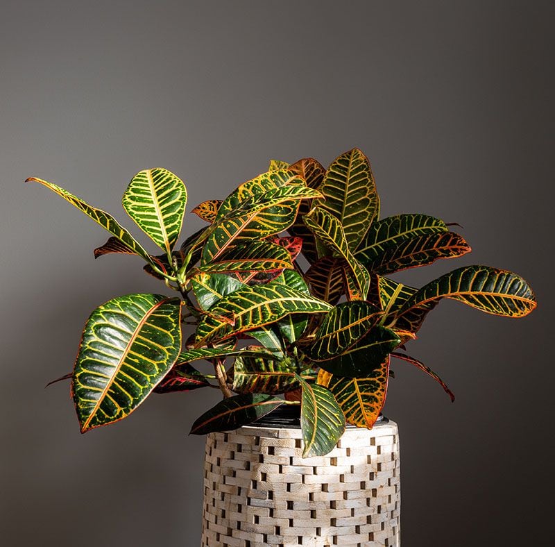 plantas interior poca luz 9