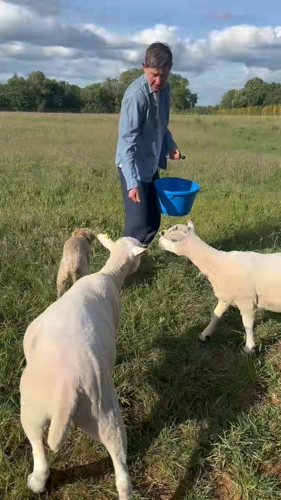 Ellen DeGeneres, captada alimentando a sus nuevas ovejas en el jardín de su casa en los Cotswolds, en una foto compartida en Instagram.