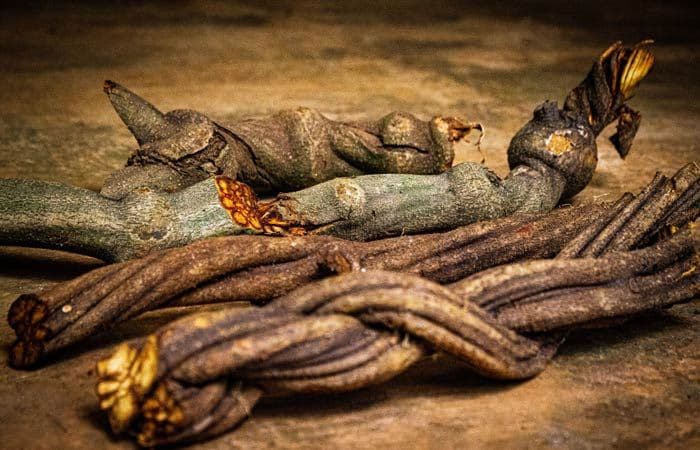 Ayahuasca