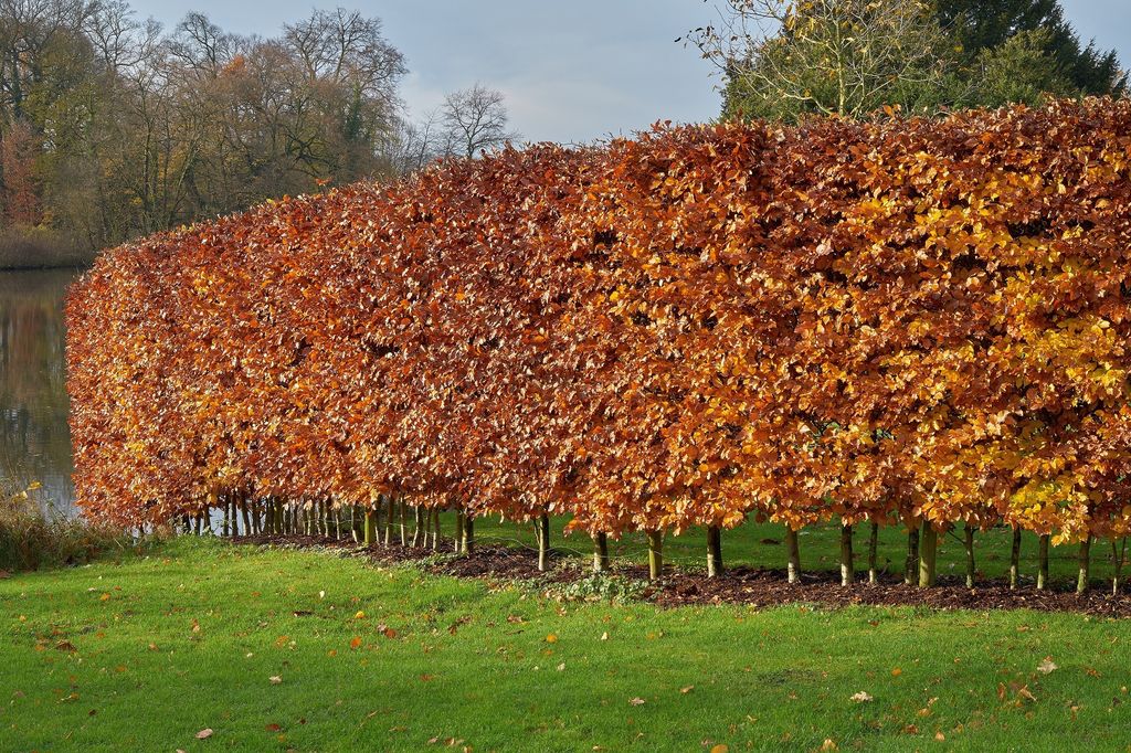 Pantalla a base de una sucesión de árboles de amelanchier (‘Amelanchier arborea’)