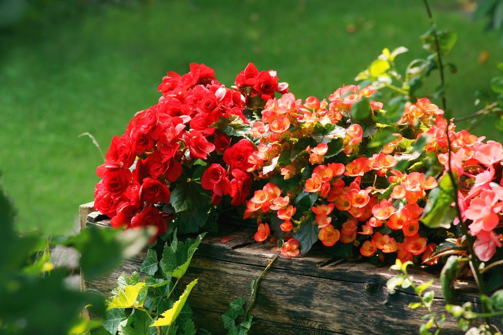 Begonia semperflorens