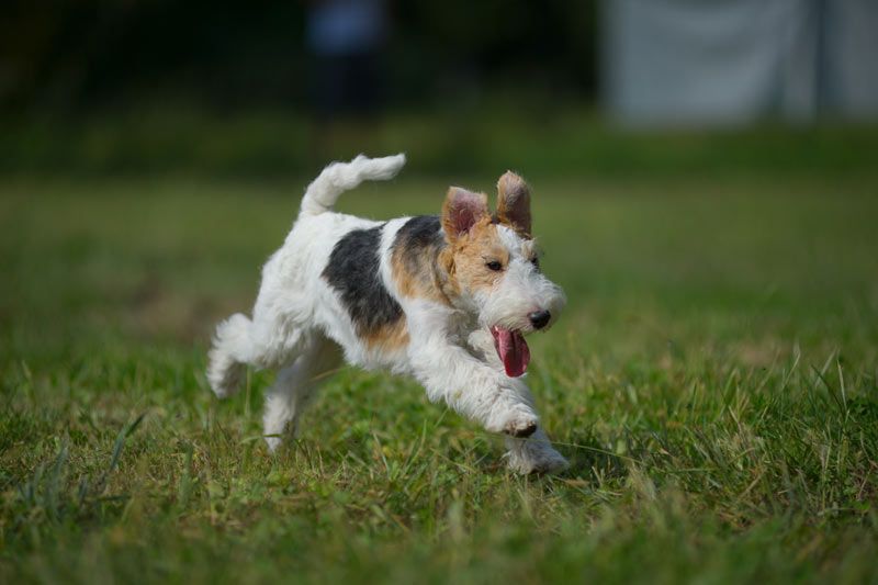 son fox terrier ruidosos