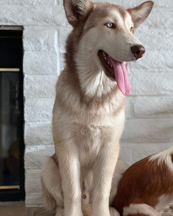 Alejandra Espinoza enuentra a su perro gracias a una fan