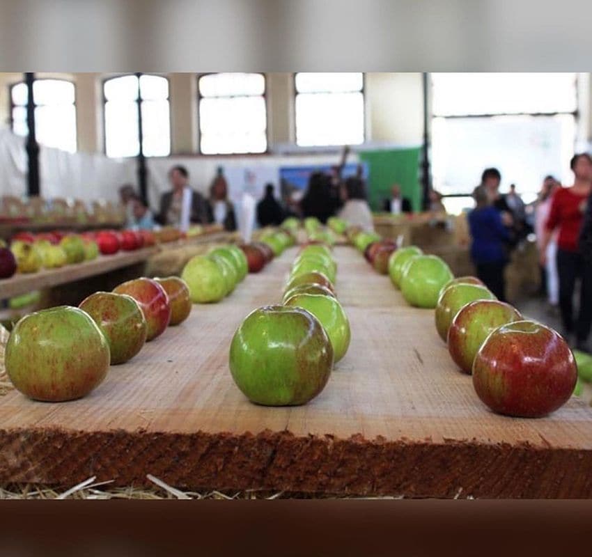 Llagar de sidra, sidraturismo, Villaviciosa, Asturias