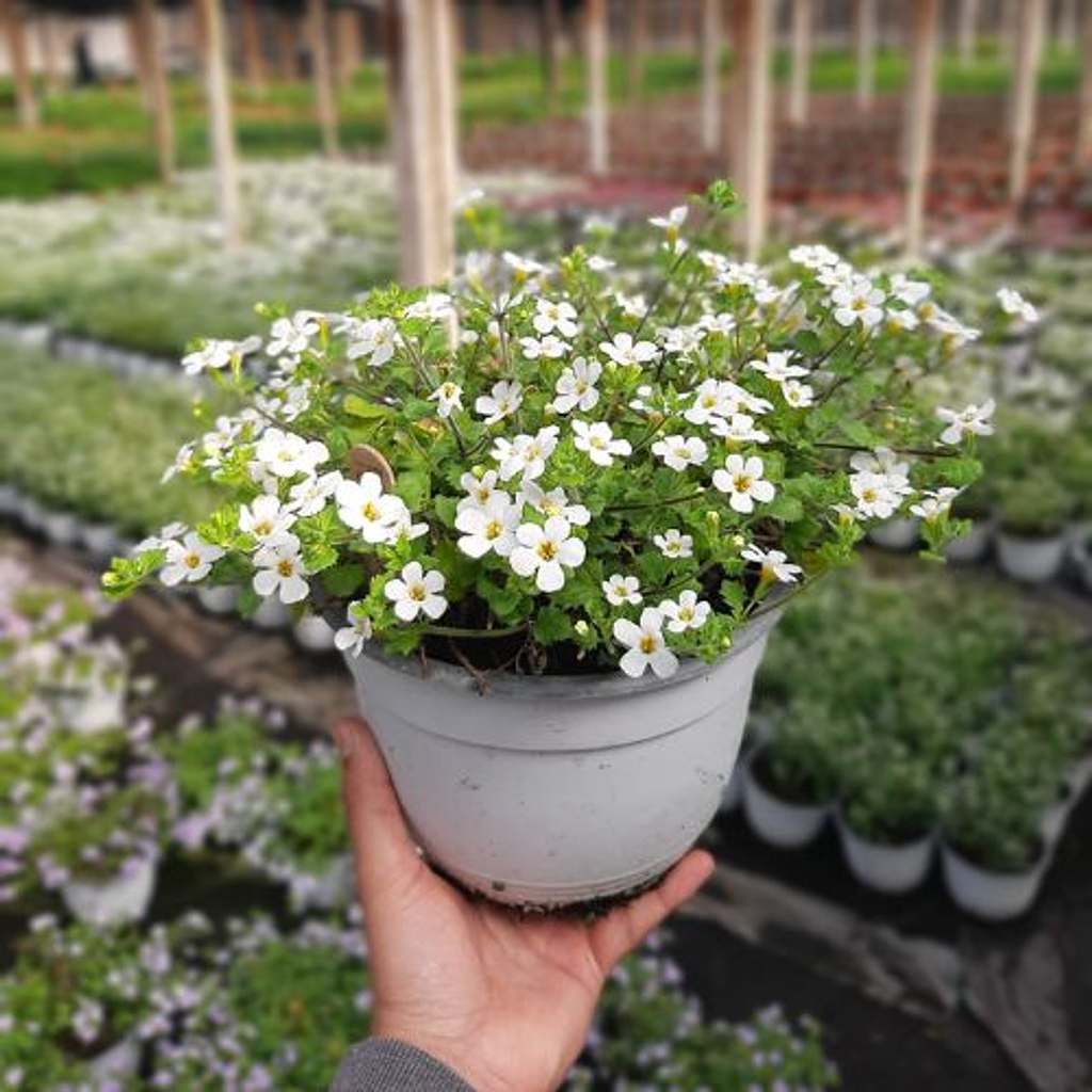 Bacopa en maceta