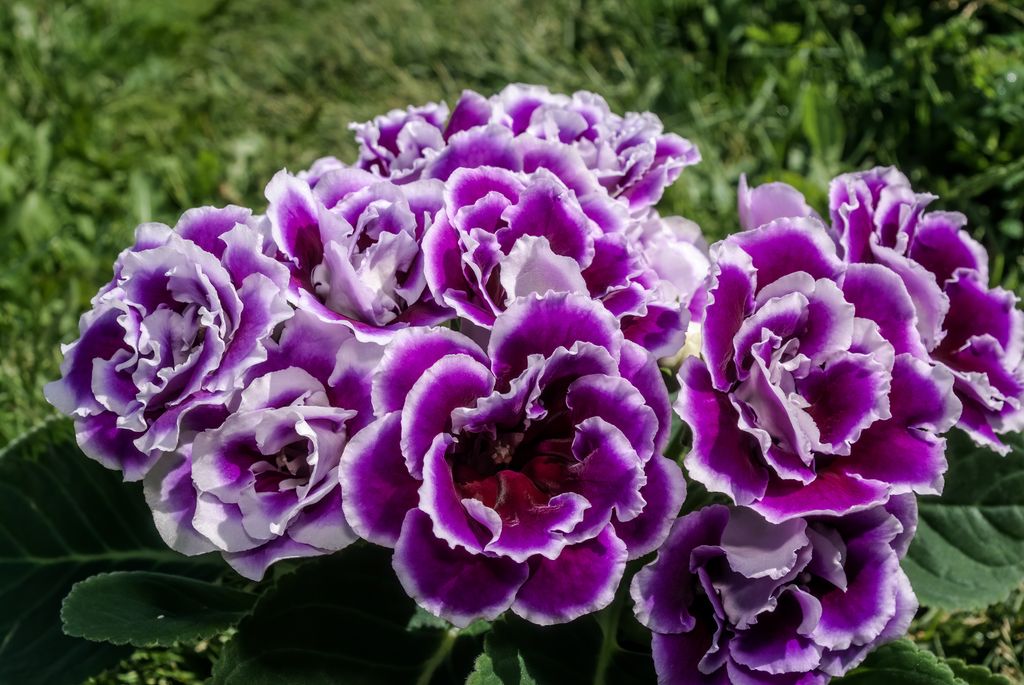 Gloxinia o Sinningia speciosa.