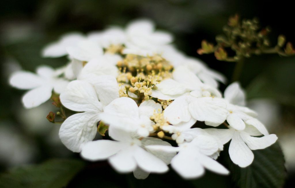 Viburnum Opulus