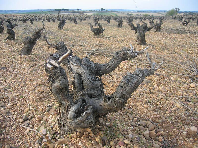 vinos5