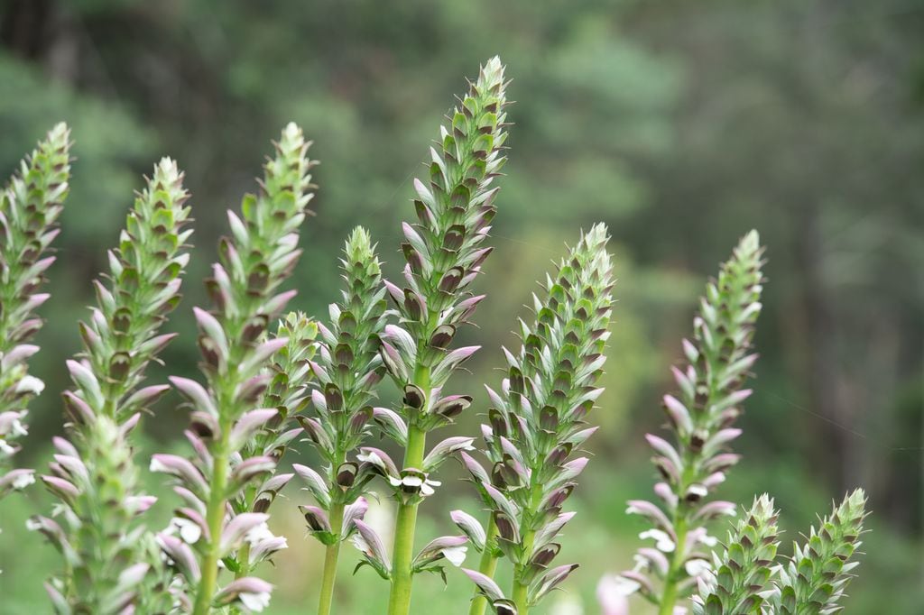 Floración del acanto (‘Acanthus mollis’)
