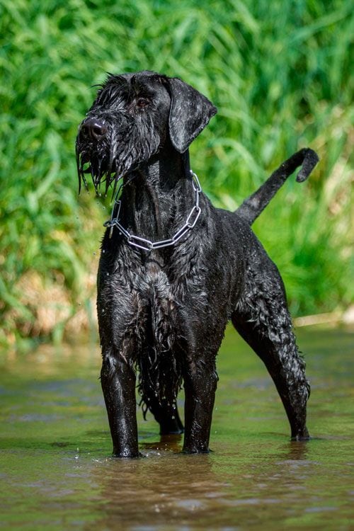 Schnauzer gigante de pie