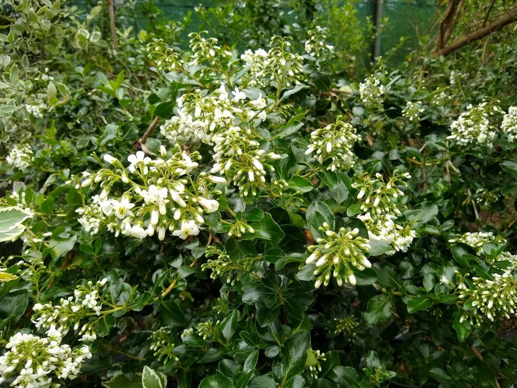 Escalonia de flor blanca