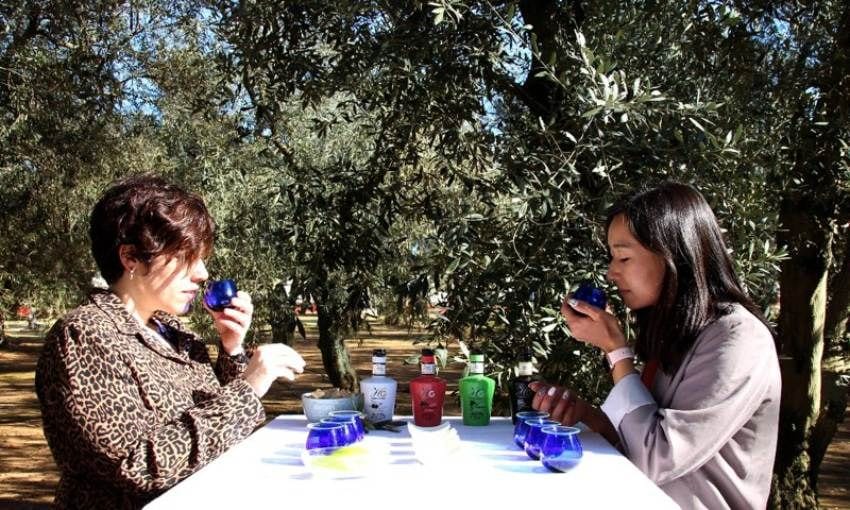 Cata de aceite entre olivos.
