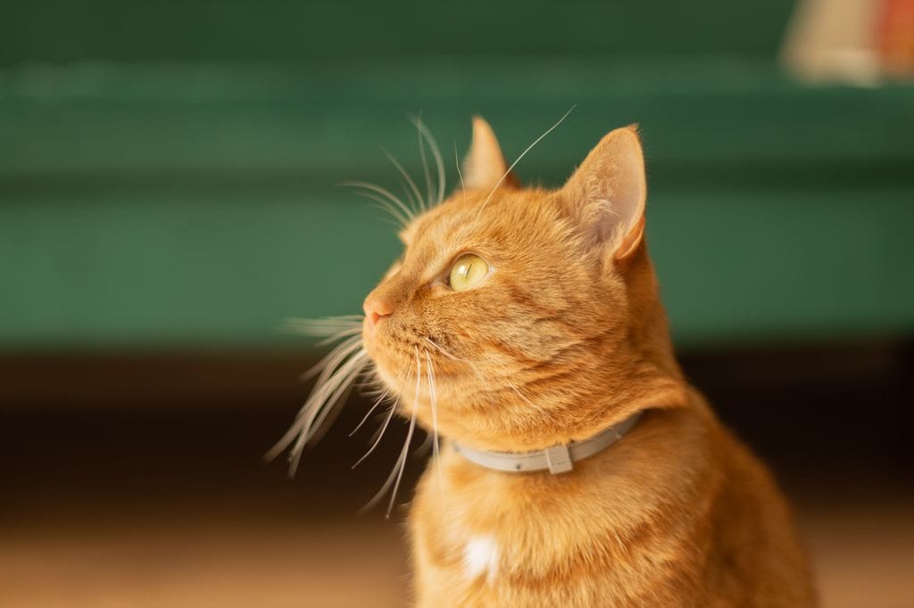 Gato con collar antipulgas 