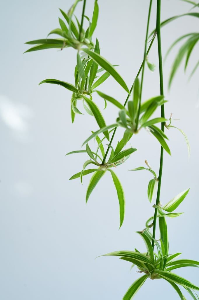 Planta malamadre