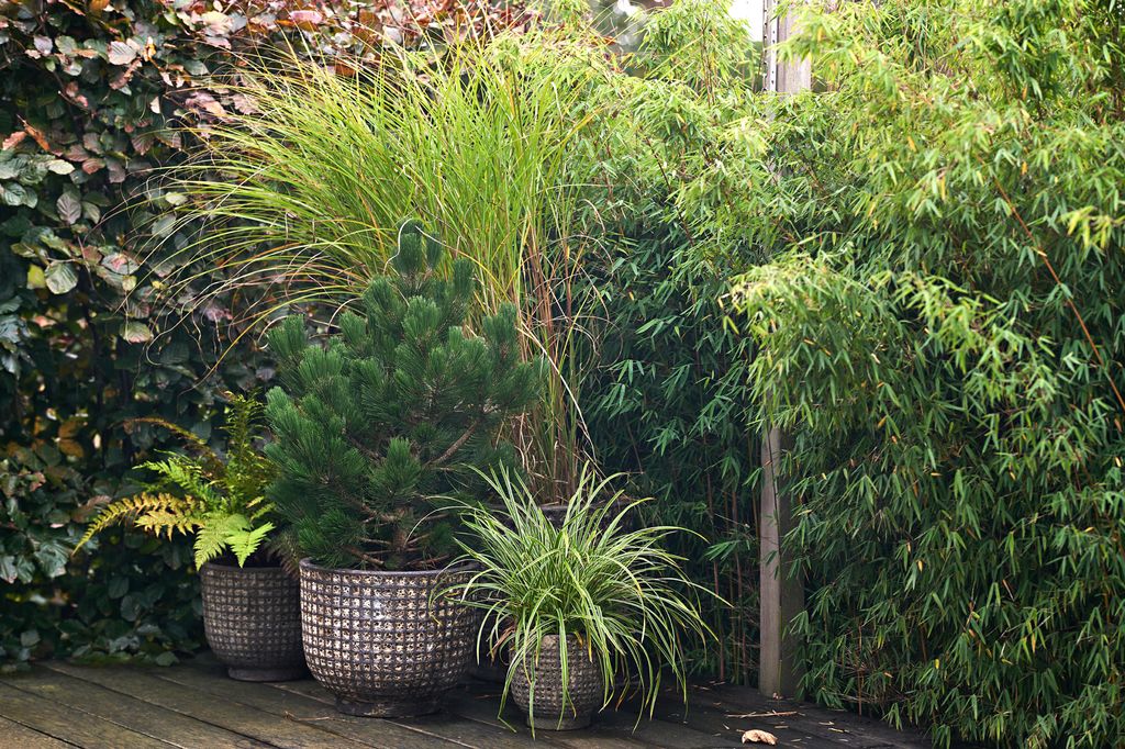 Terraza con plantas en maceta, como un fragante pino (‘Pinus’)