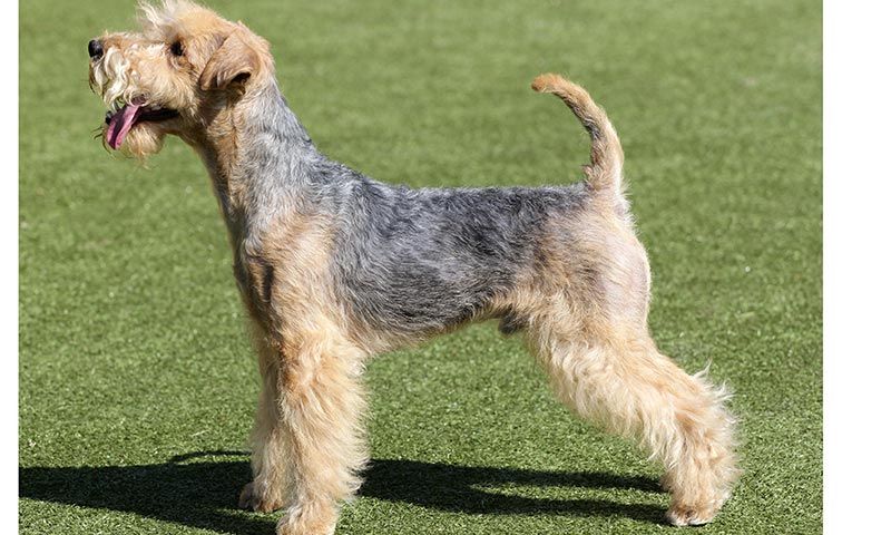 cual es la raza mas grande de terrier
