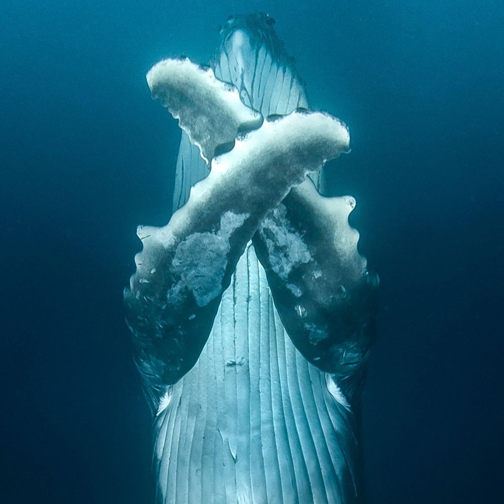 BALLENA