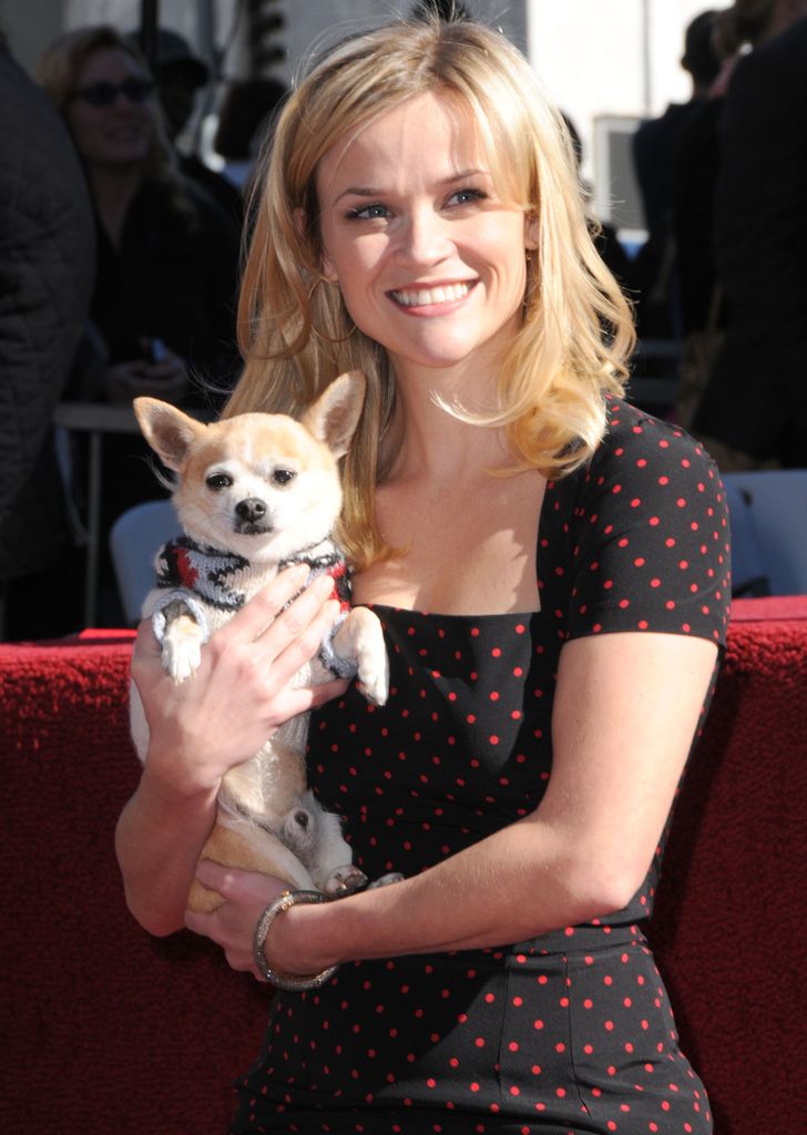 Reese Witherspoon posa con su coprotagonista Bruiser en el Paseo de la Fama de Hollywood, California. 