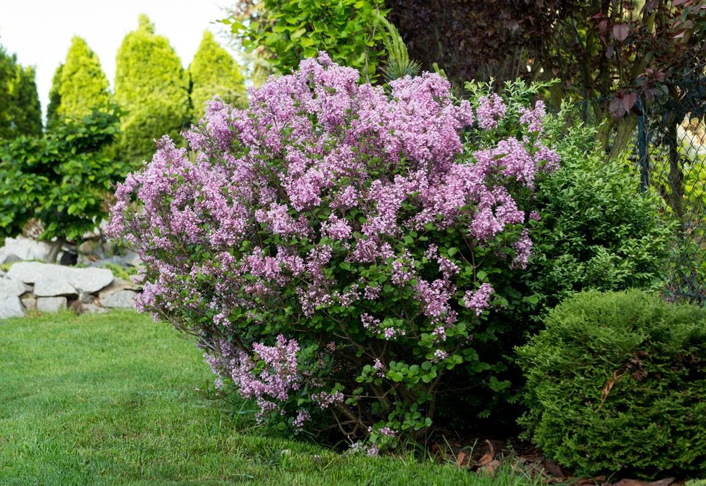 Lila o Syringa, arbusto con flor.