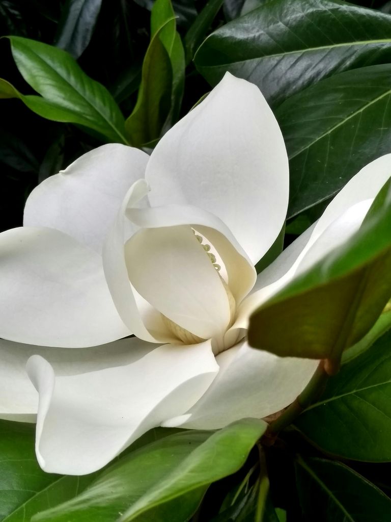 Magnolia grandiflora