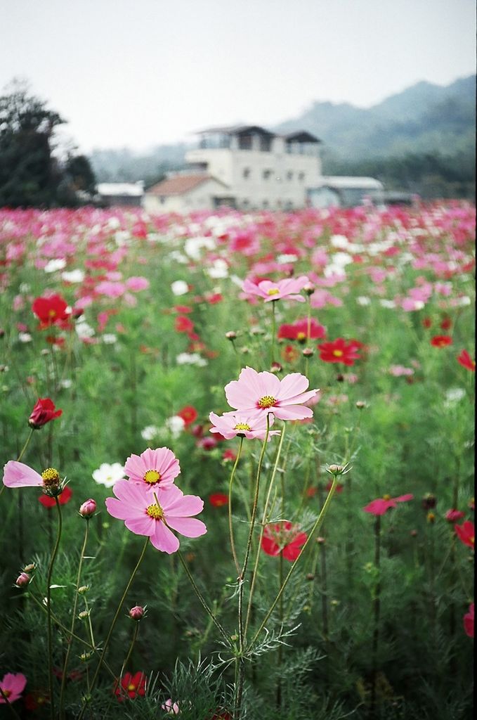 Campo con cosmos en flor