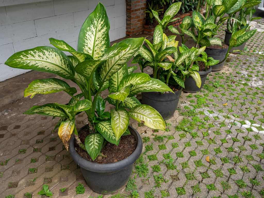 Dieffenbachia