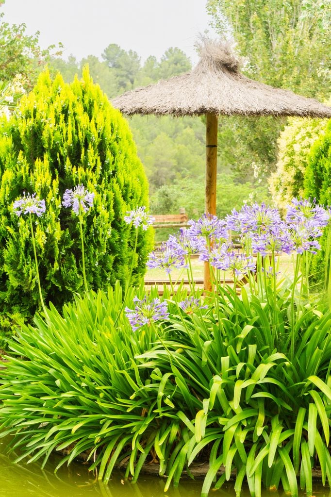 Flores de agapanto en el jardín