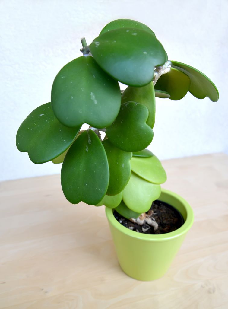 Hoya Kerrii suculenta. 