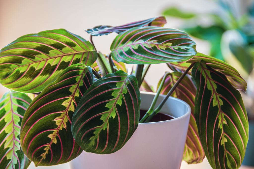 Maranta leuconera. 