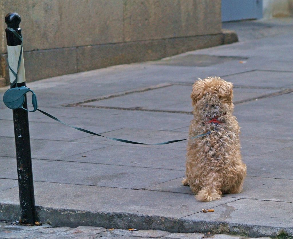 Un perro atado en la calle no puede alejarse si algo le asusta, si se acerca otro animal o si una persona desconocida intenta tocarlo sin permiso