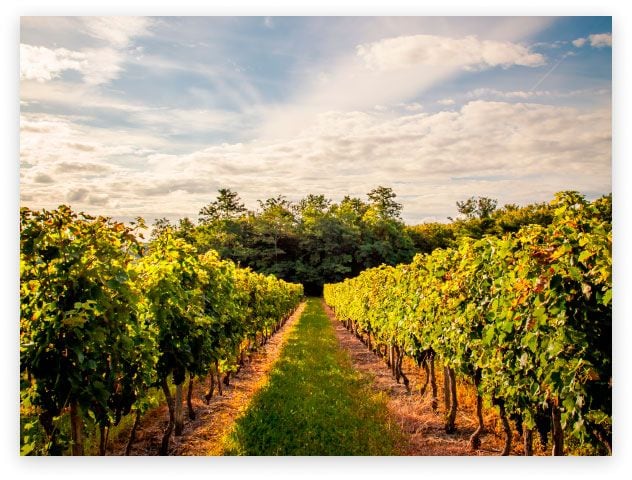 En Bodegas Vizar, en Villabañez (Valladolid), organizan la primera Romería del Vino.