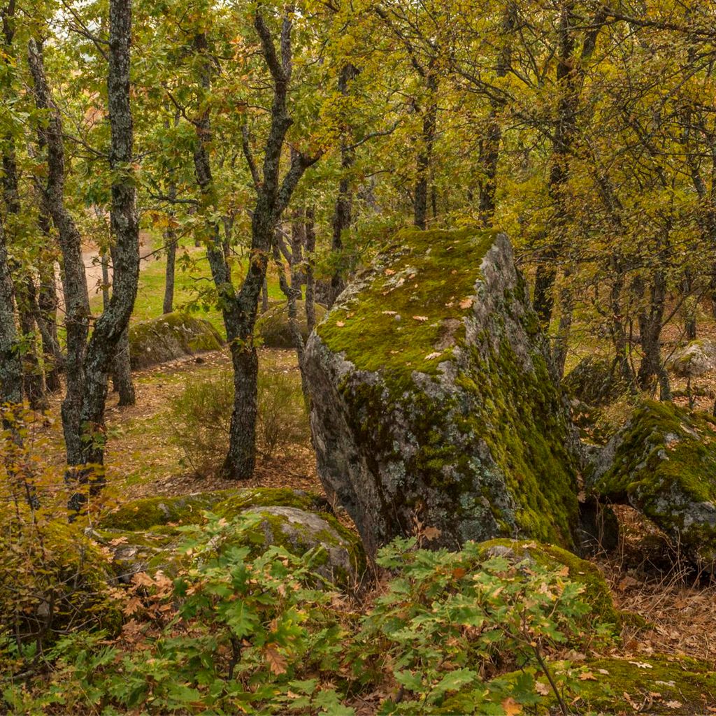 arboreto luis ceballos san lorenzo del escorial 