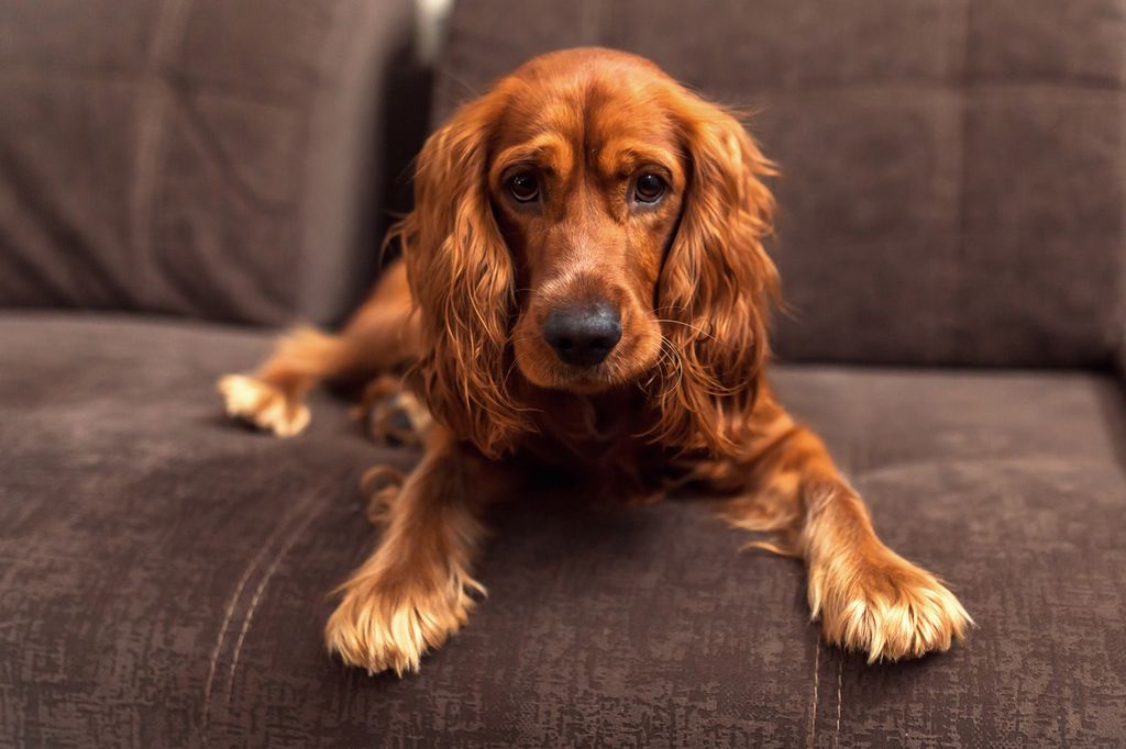 El cocker spaniel es una raza saludable, aunque requiere cuidados en sus orejas
