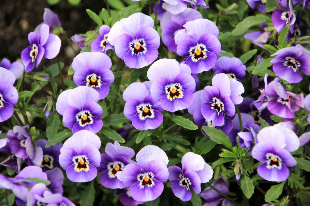Pensamientos (‘Viola × wittrockiana’), una alfombra de flores para despedir el verano